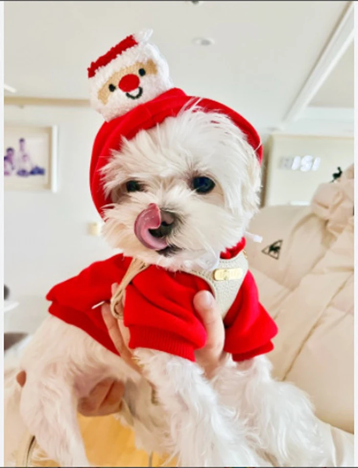 Christmas Cute Fall Winter Dog Hoodies Pet Two Legs Clothes